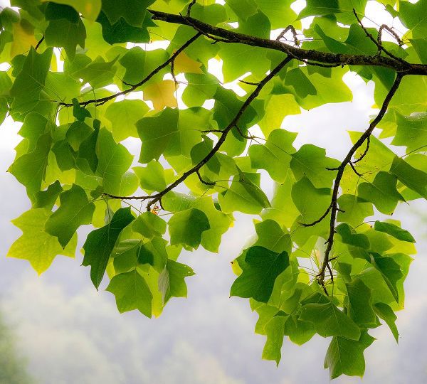 Gulin, Sylvia 아티스트의 USA-Washington State-Bellevue Ginkgo Tree green leaves작품입니다.